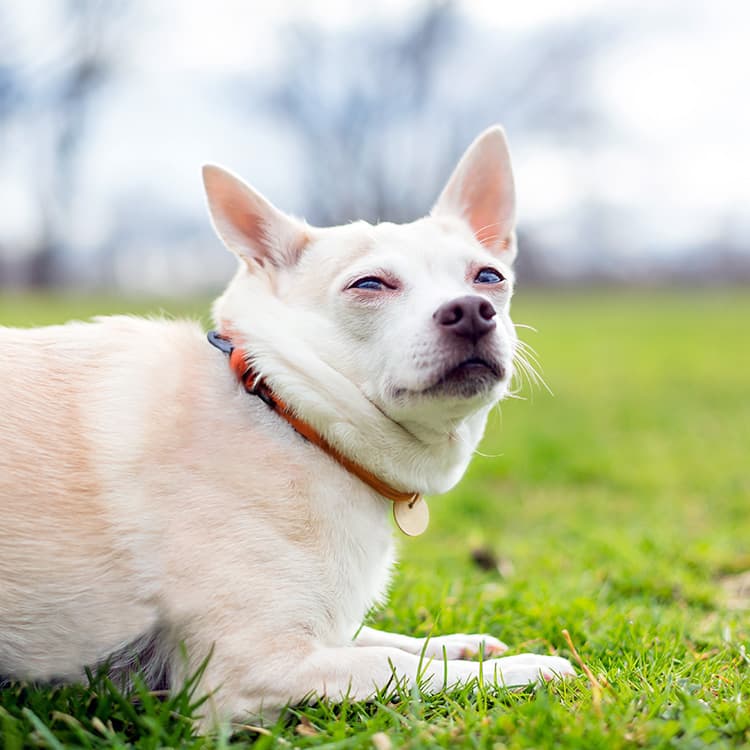 7 Reasons Why Chihuahuas Shake