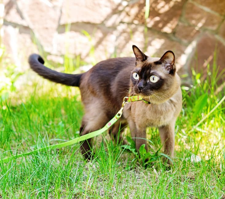 A Burmese cat standing in the grass on a leash.