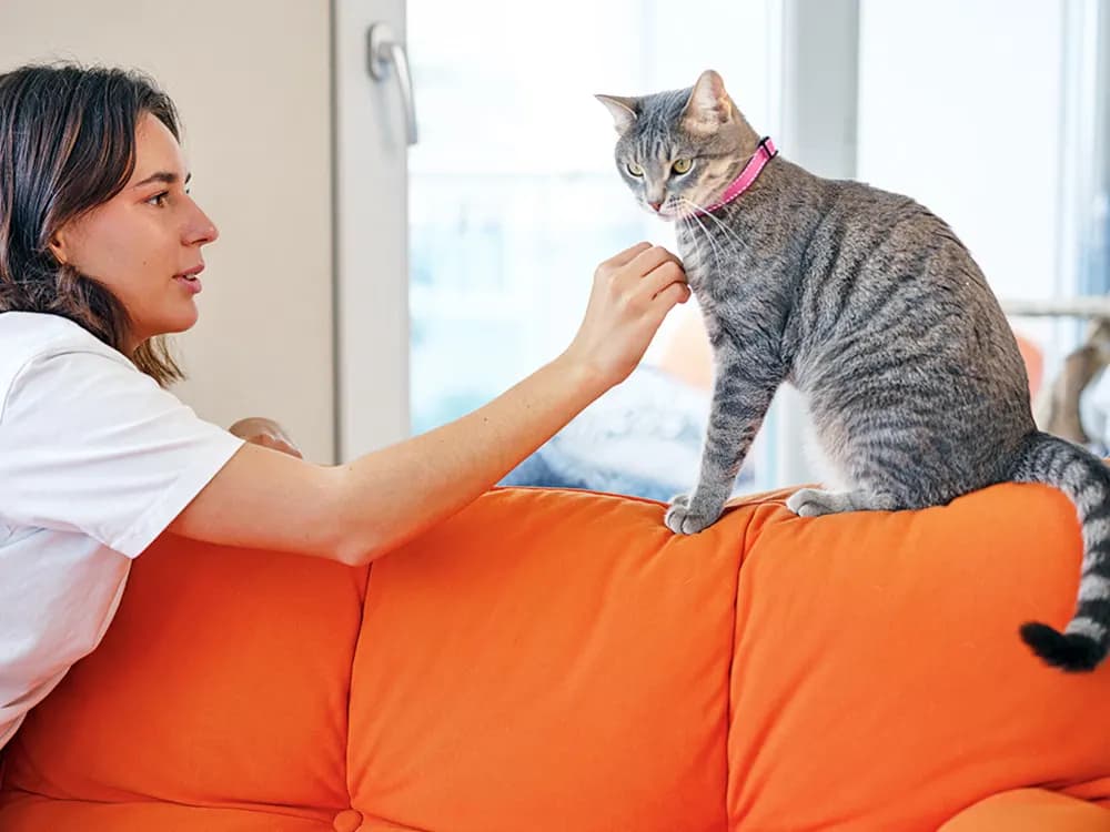 woman attempting to pet cat on orange sofa