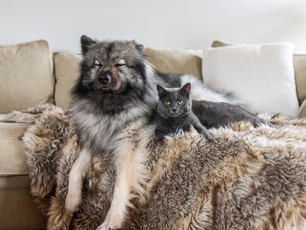 The Pros & Cons of Adding a Second Pet to the Fam