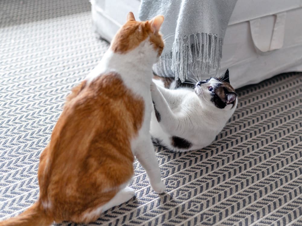Recognizing Red Flags: Essential Warning Signs When Introducing Cats