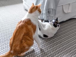 Recognizing Red Flags: Essential Warning Signs When Introducing Cats