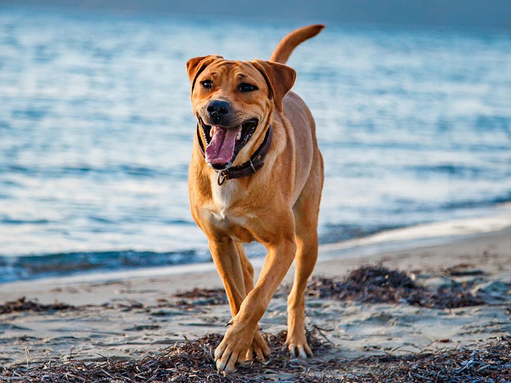 labrador mix dog running along beach