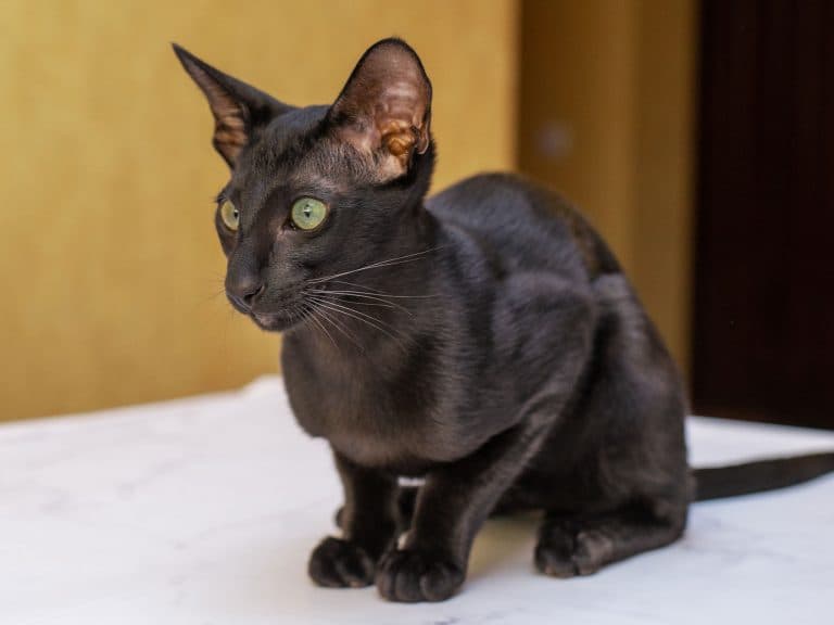 black Oriental Shorthair