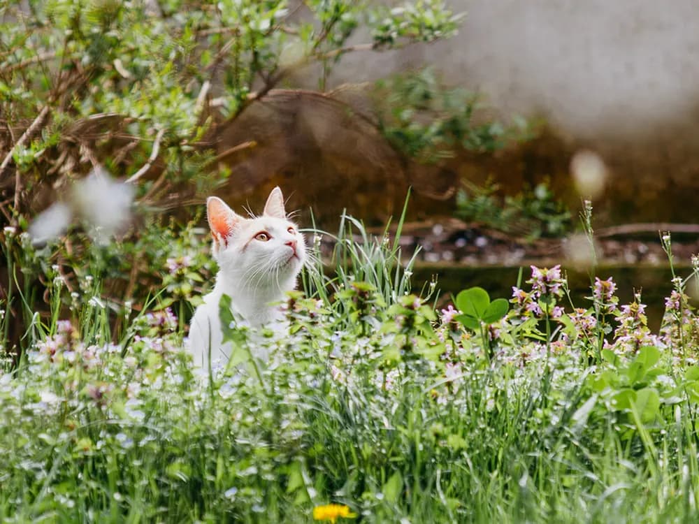 outdoor cat in flowers