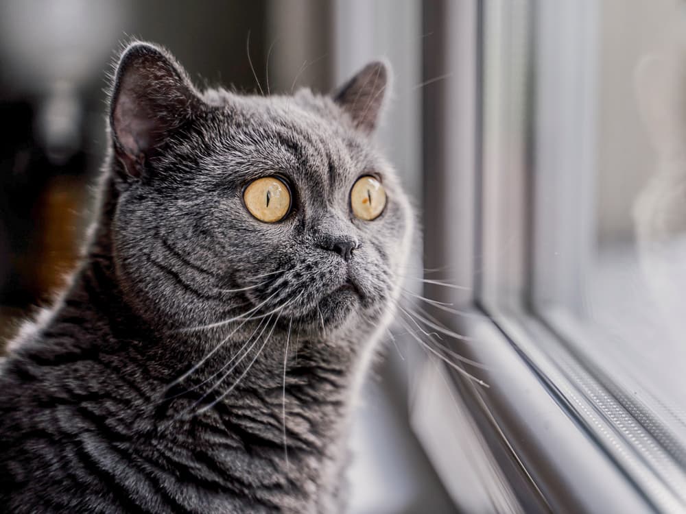How to Re-Enter Society, According to My Cat