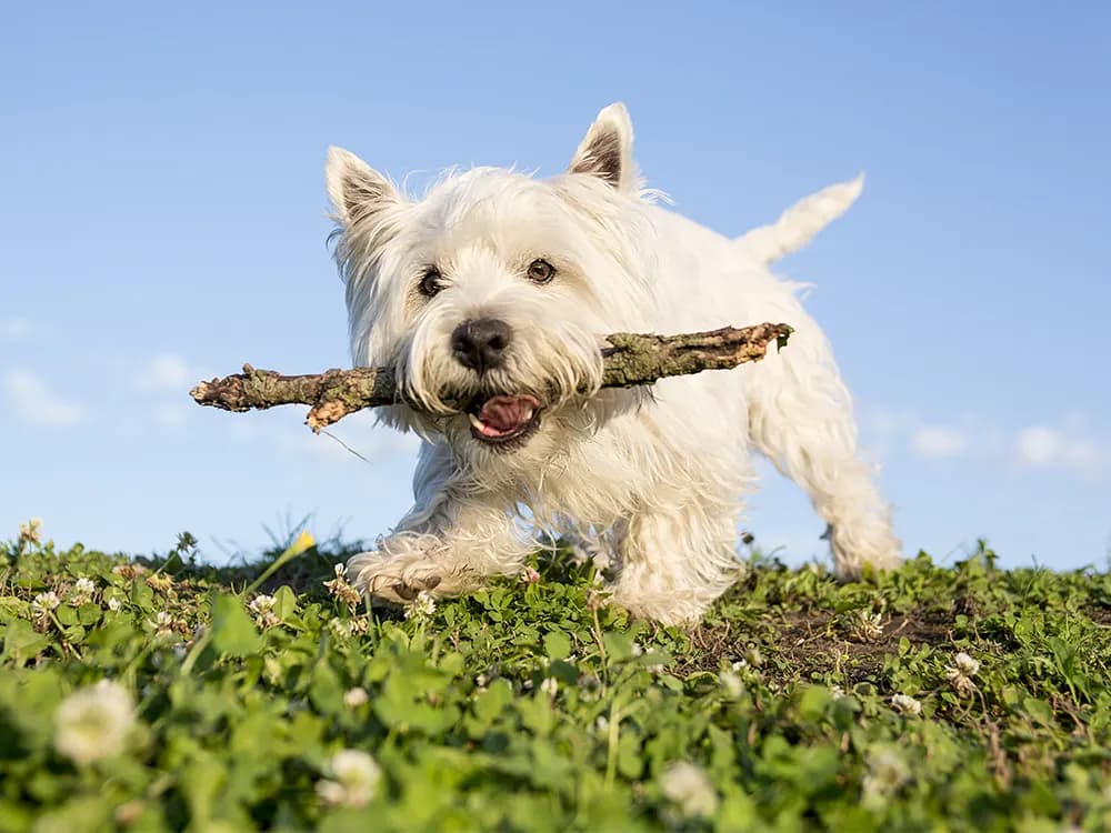 terrier dog holding stick happily standing on grass