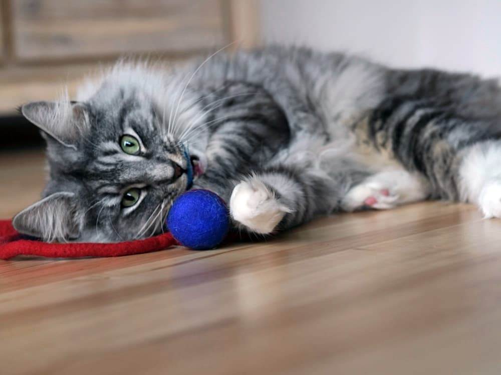 Gray norwegian shorthair cat