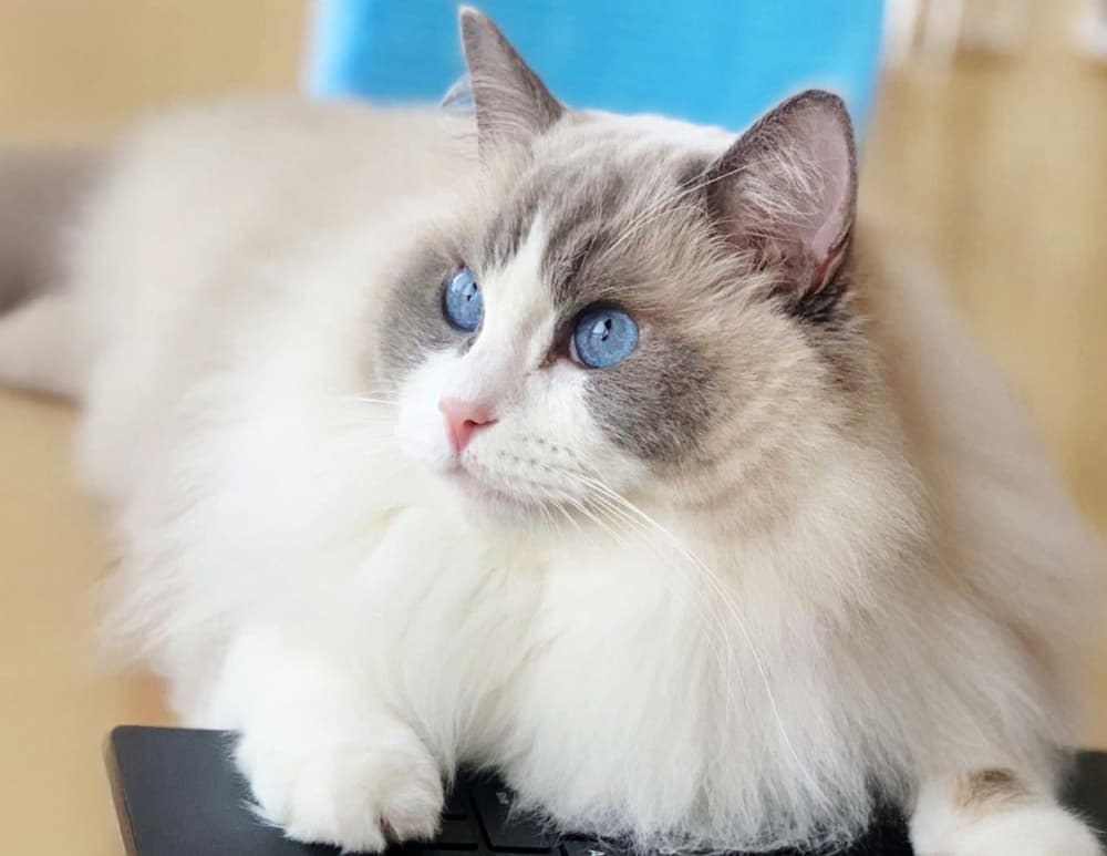 adoptable Himalayan cat with blue eyes