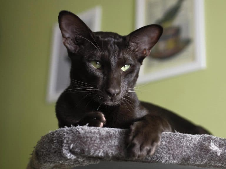 Havana brown cat