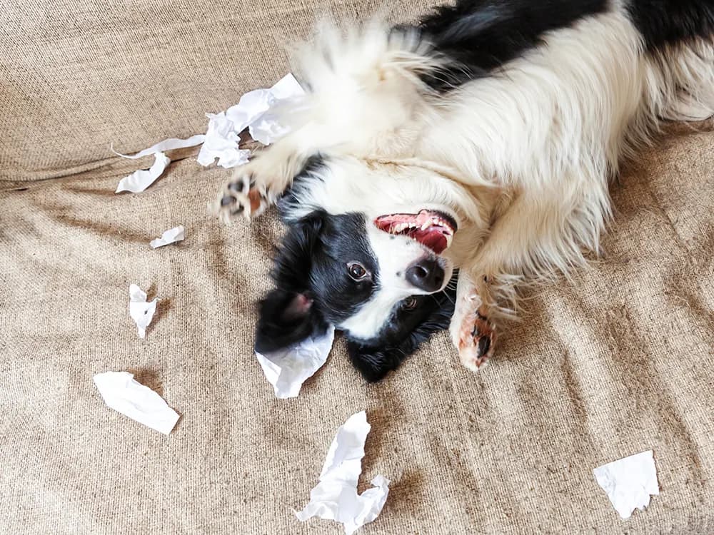 bored dog who ripped up paper