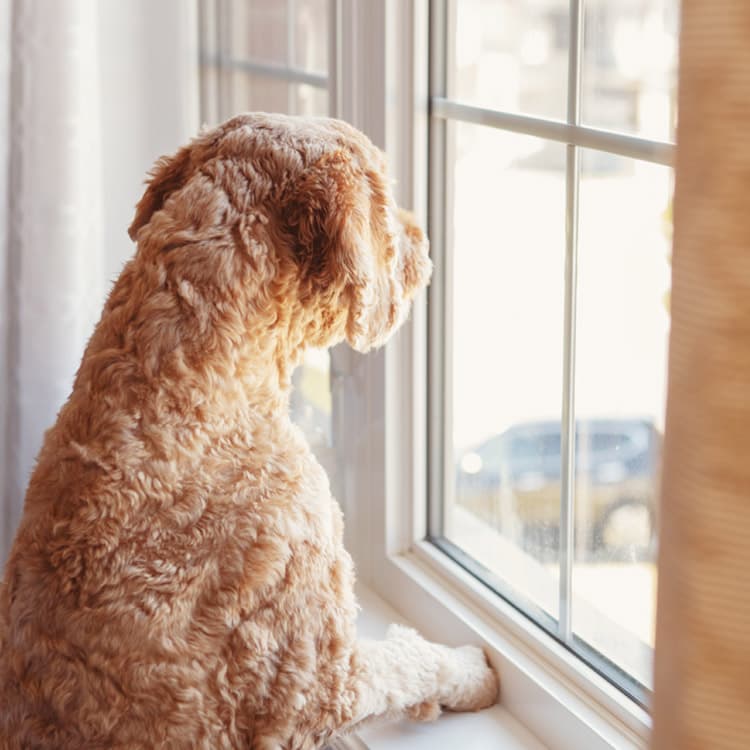 How Do Dogs Know That You Are Coming Home?