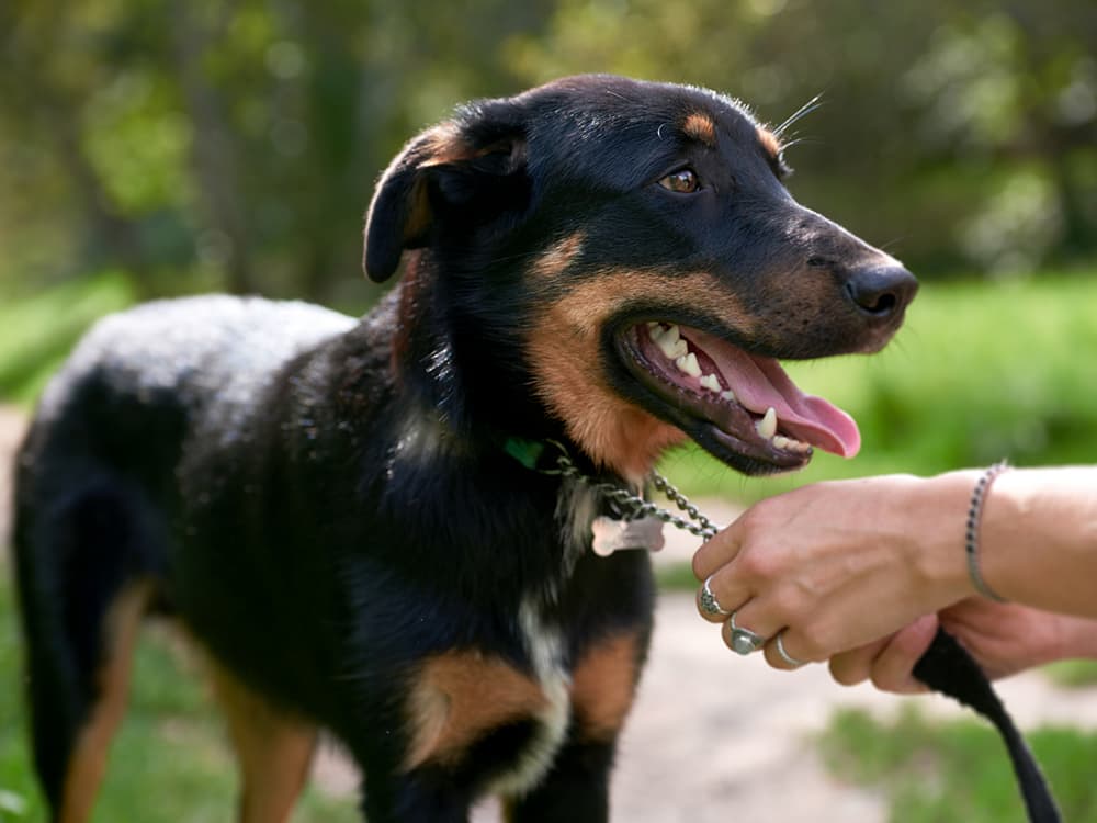 The Pros and Cons of Getting Your Dog Licensed