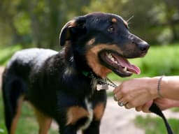 The Pros and Cons of Getting Your Dog Licensed