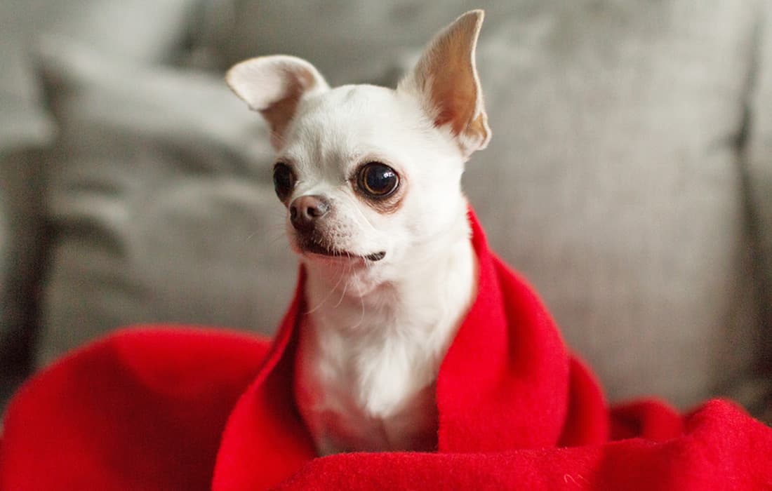 How Do I Find a Good Home for My Chihuahua?