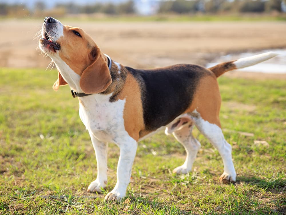Beagle barking on the nature