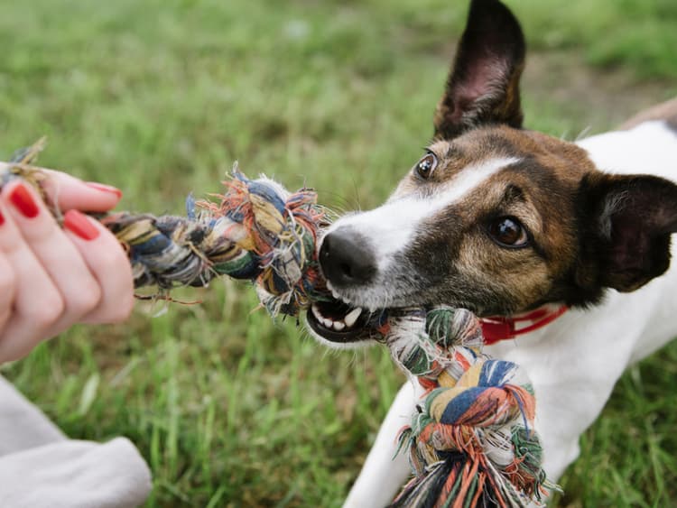 The Definitive Guide to Choosing Safe Dog Toys