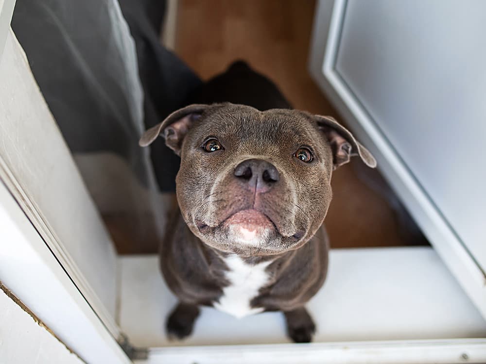 Staffy in doorway