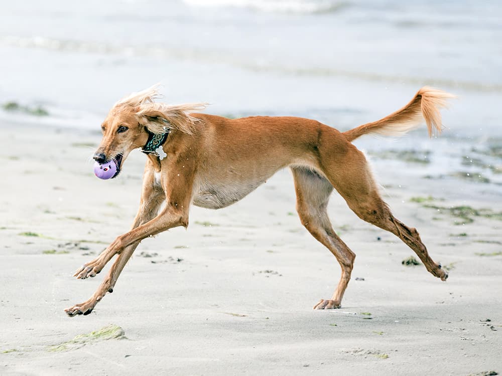 Saluki dog running with ball in mouth