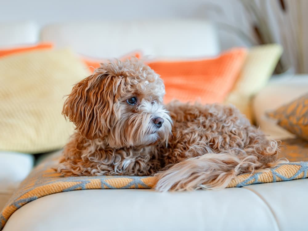 Maltipoo sitting on sofa