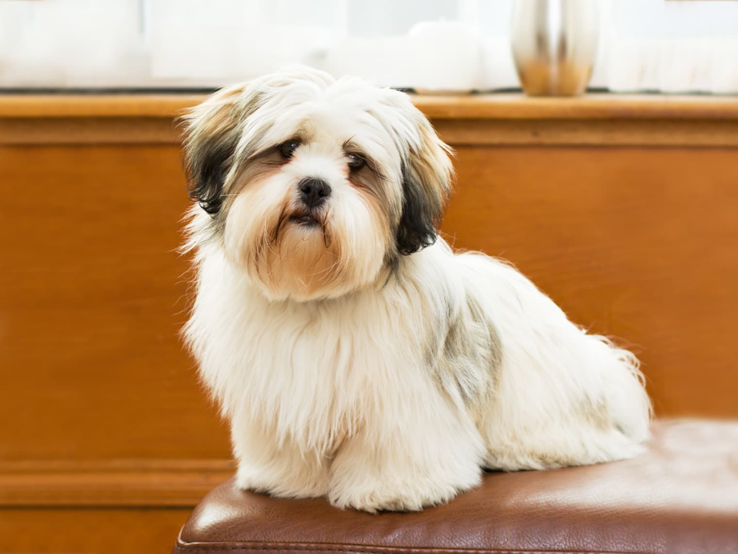 Lhasa Apso on bench