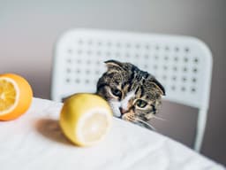 Everything You Need to Know About Your Cat’s Incredibly Powerful Nose
