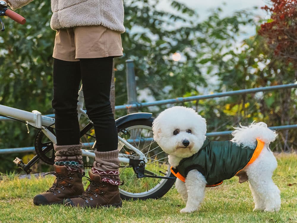 Bichon Frisé
