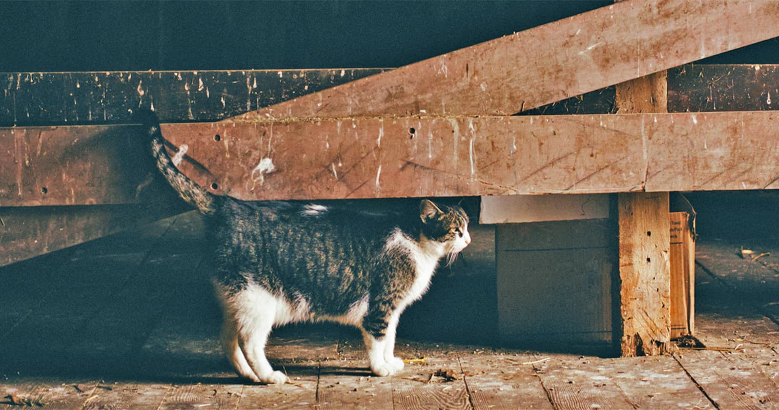 How Do Working Cat Adoption Programs Work?