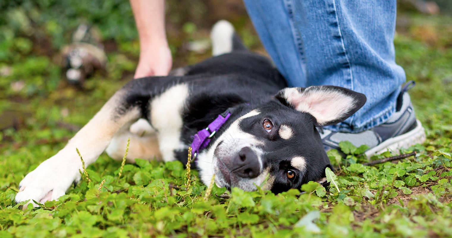 Dogs That Look Like Huskies: Top Look-Alike Breeds