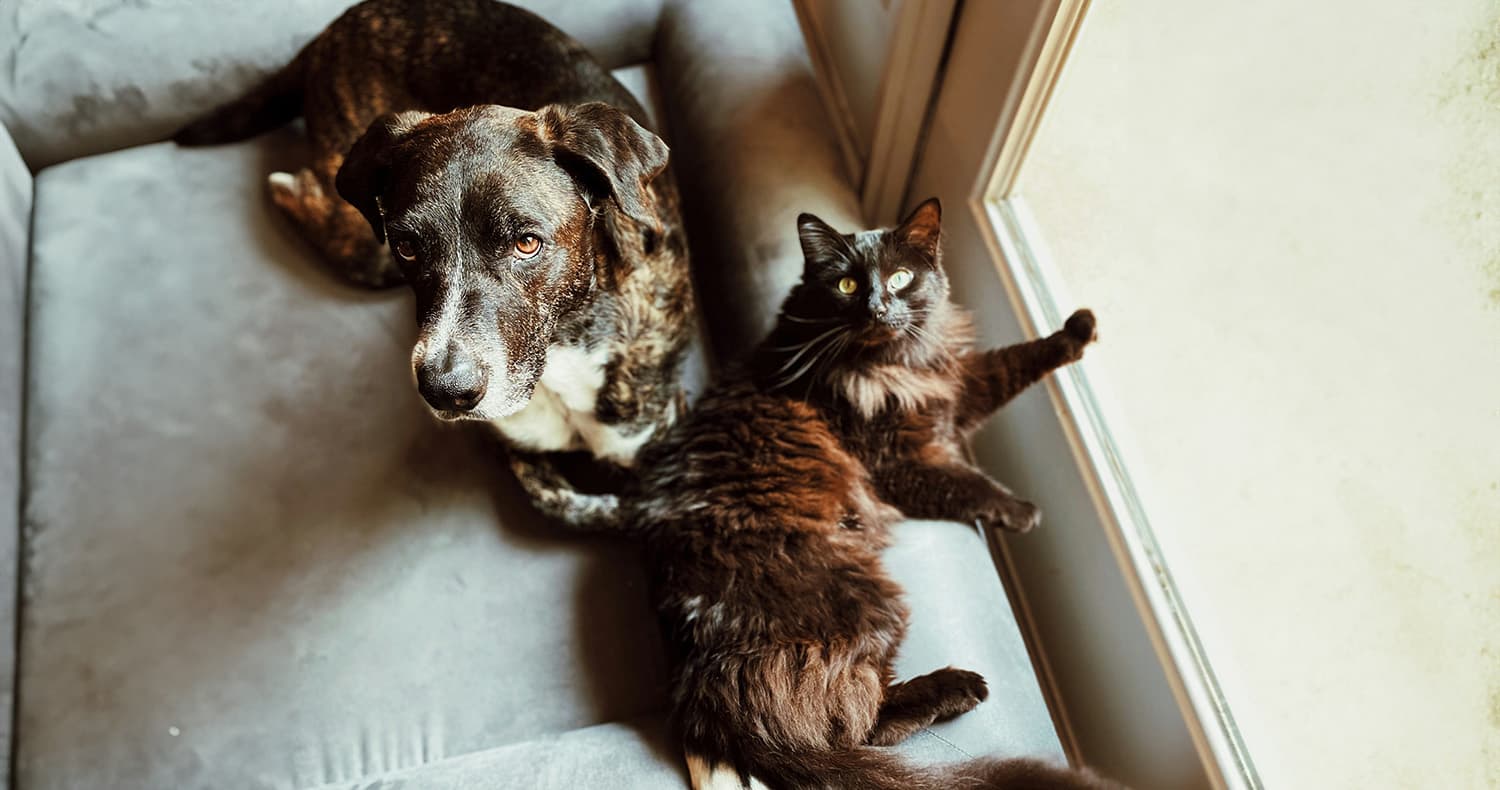 Pet Insurance 102: Answering Your Top Questions About Pet Insurance