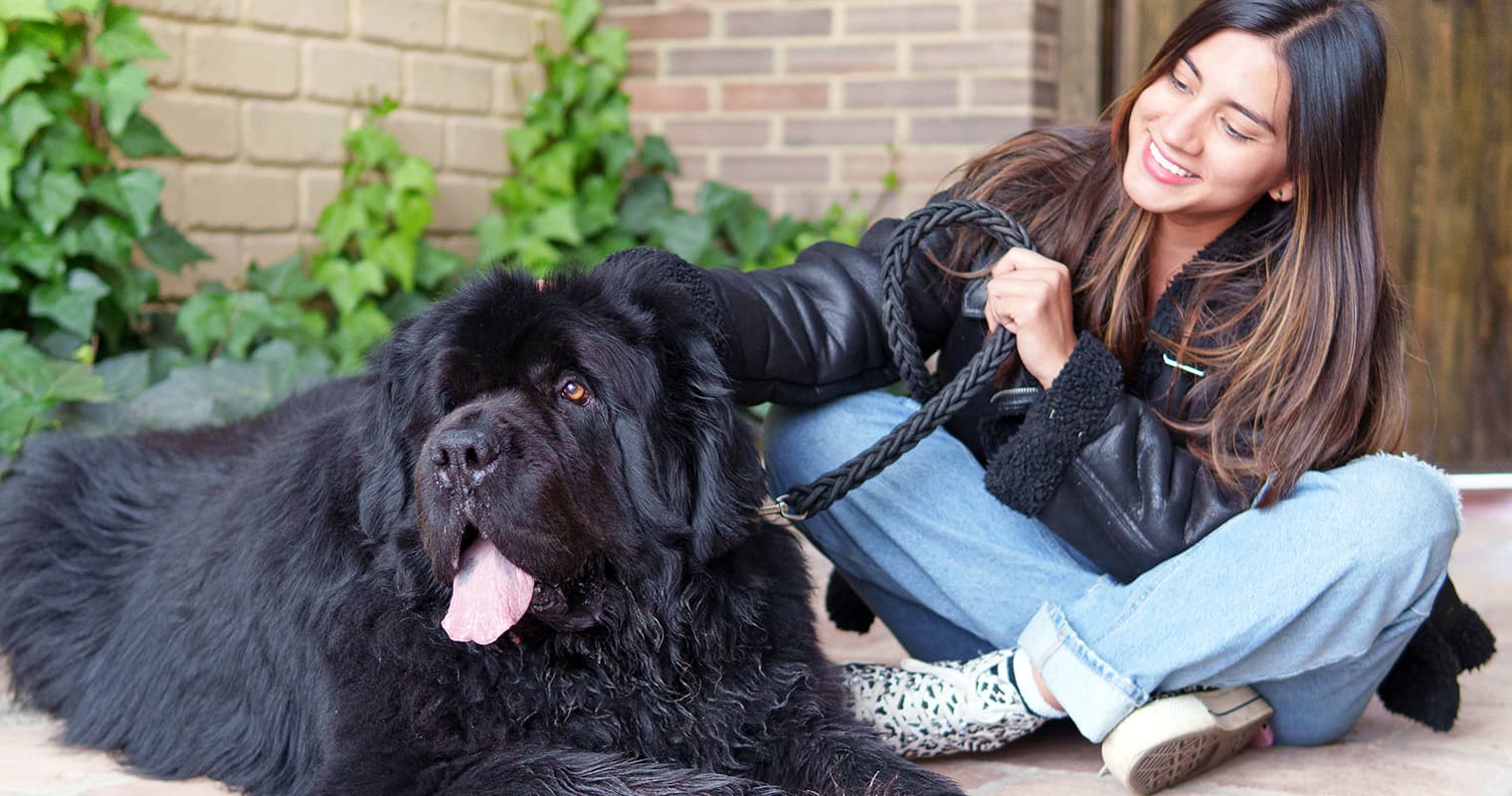 Thinking About a Large Dog? Here’s What Big Dogs Actually Need to Thrive