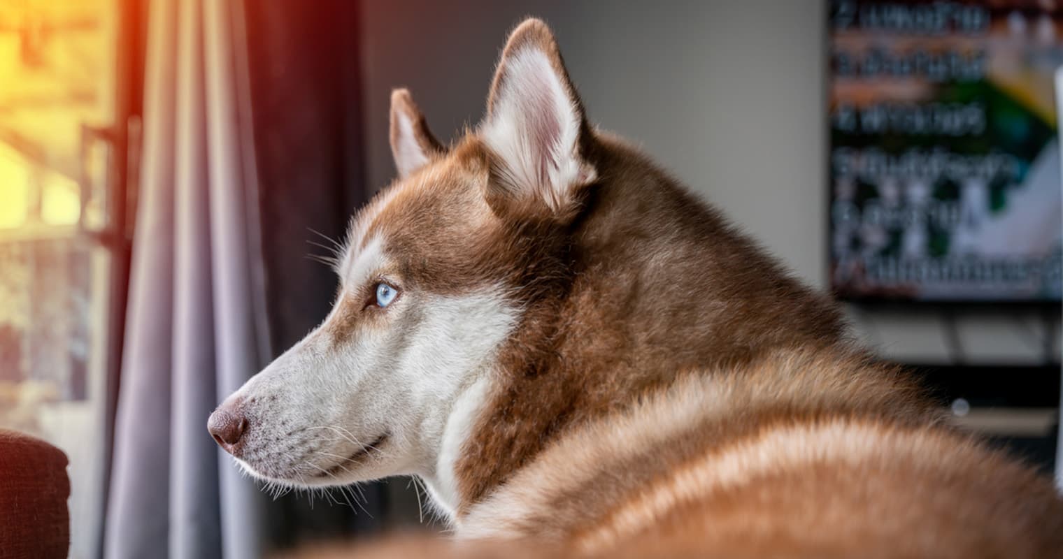 How Do I Surrender My Husky?