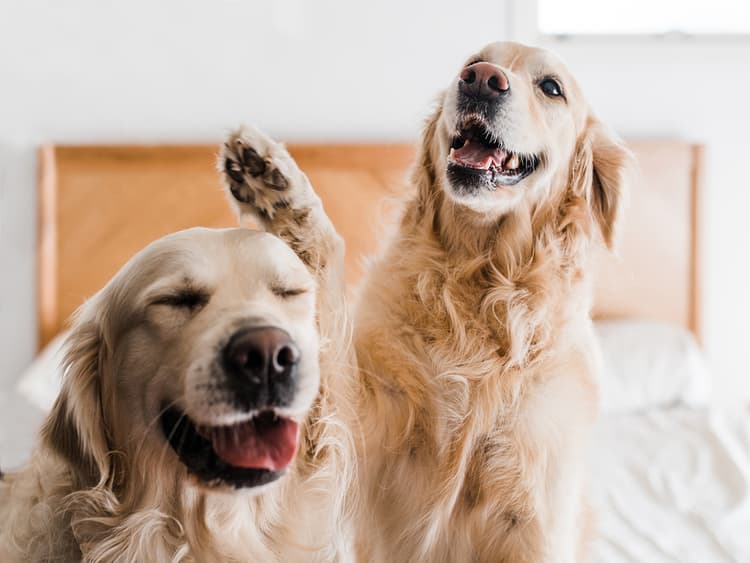 Do Dogs Have Besties?