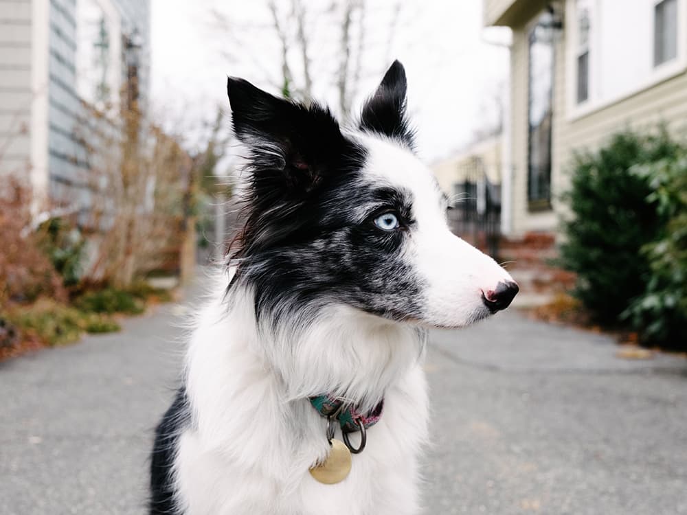 Why Is Your Puppy Such a Shy Guy?