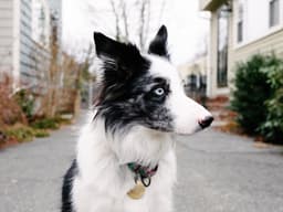 Why Is Your Puppy Such a Shy Guy?