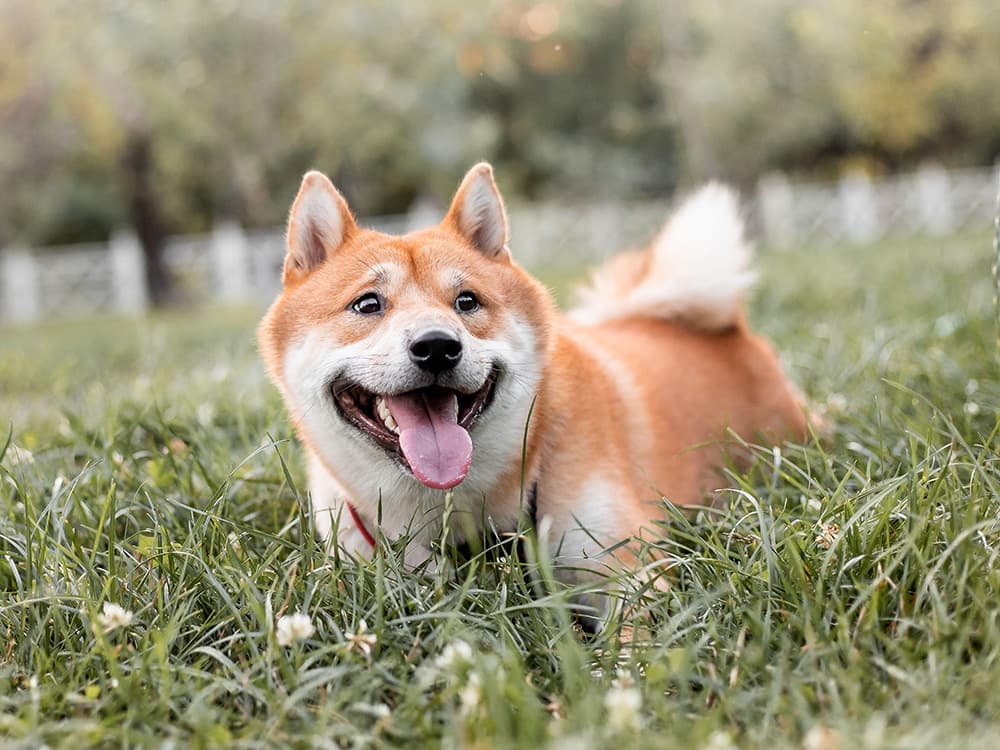 shiba inu dog