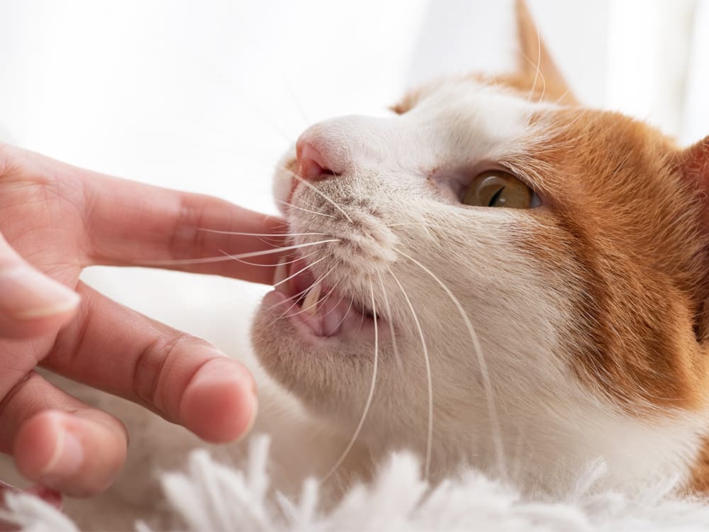 Cat biting finger
