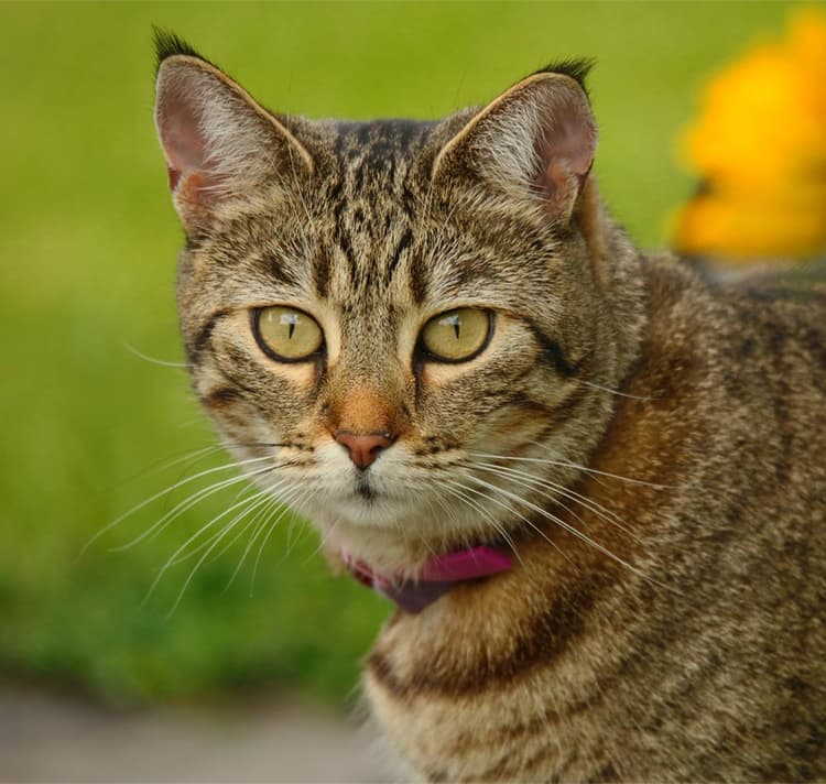 Brown Pixiebob cat