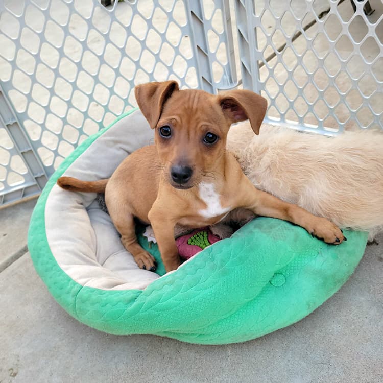 tiny rescue dog