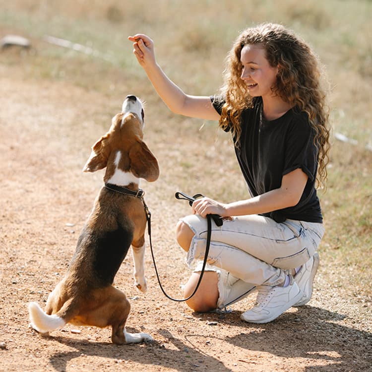 Your Dog’s Trauma Triggers Are Everywhere. Fear-Free Training Can Help