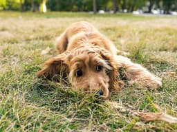 Parvovirus Is Making Dozens of Dogs Sick in Michigan — Here’s What We Know So Far