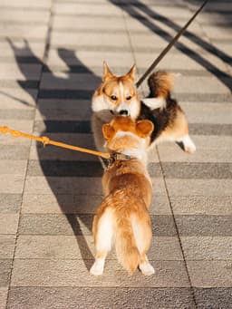 Seriously, Your Dog Does Not Want to Meet Another Dog On-Leash