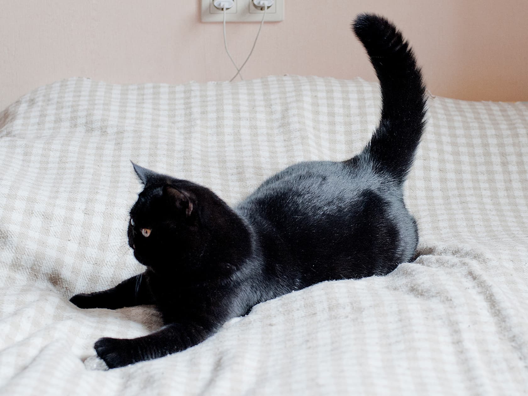 Your Cat’s Erratic Zoomies — Explained