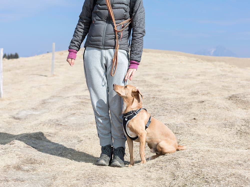 How to Teach Your Dog a Flip Finish Trick