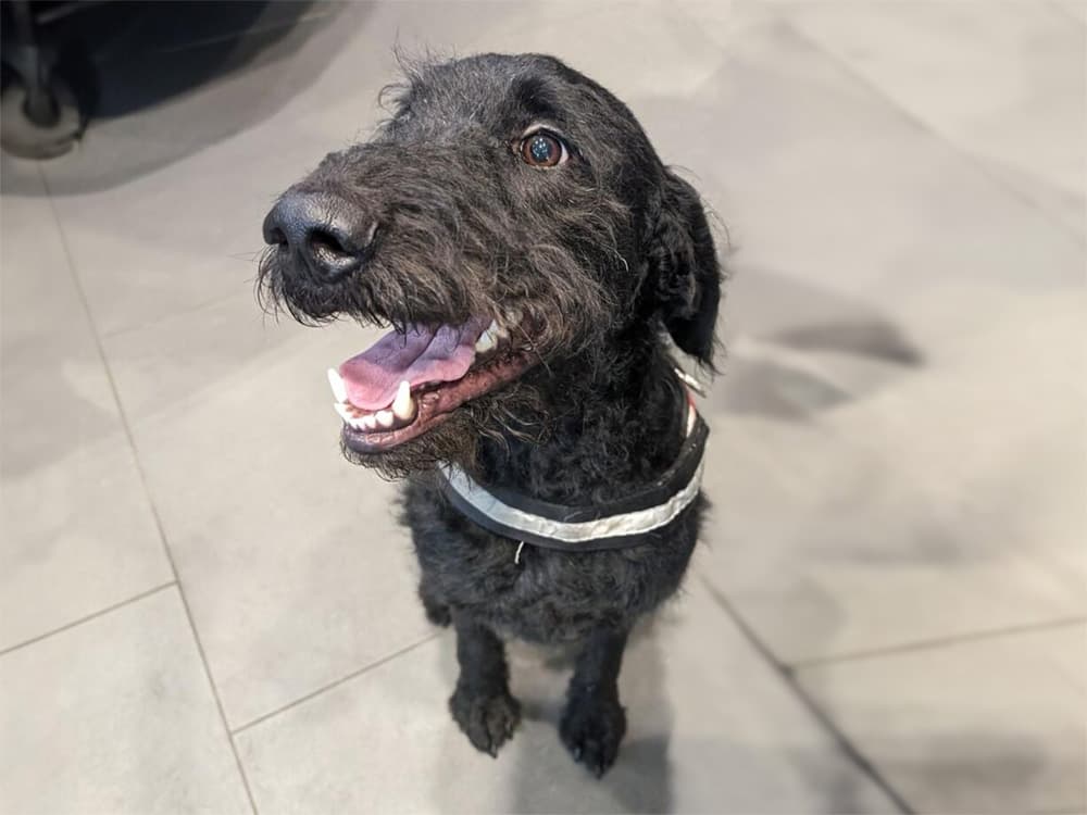 doodle / flat-coated retriever mix