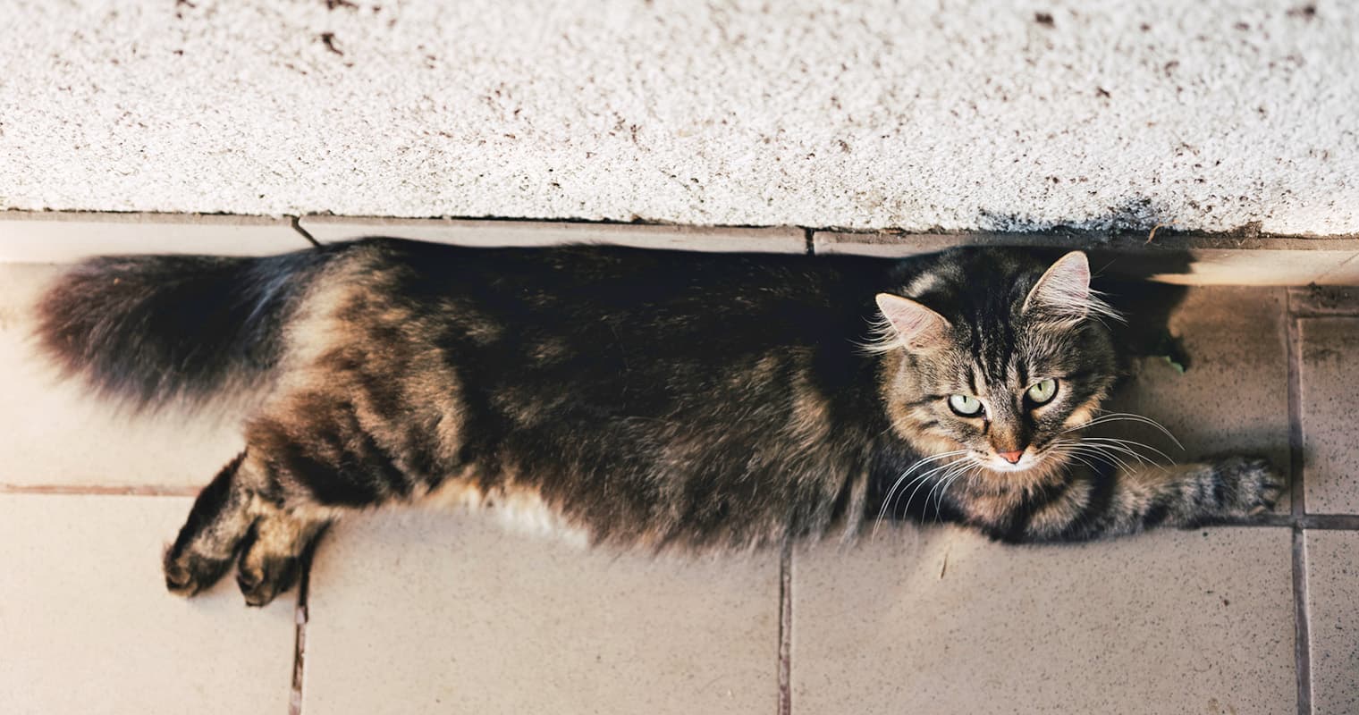 How to Recognize and Manage Cat Hypothyroidism