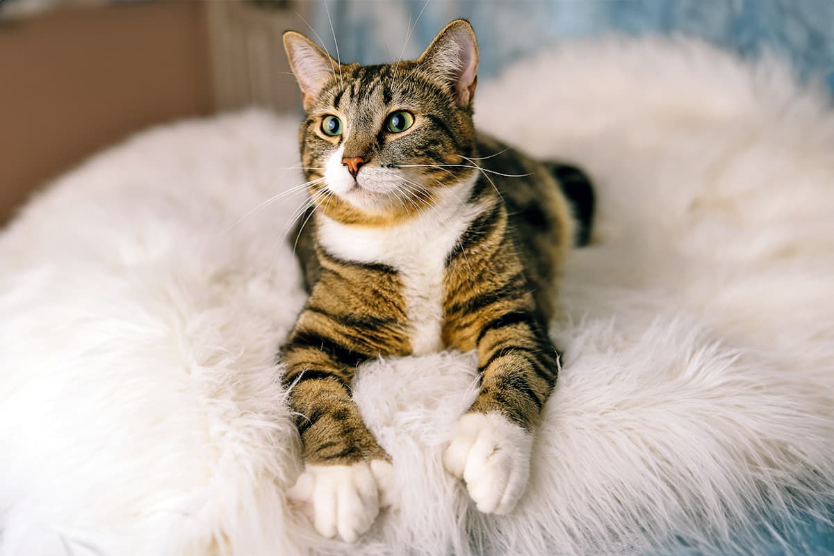 A polydactyly cat