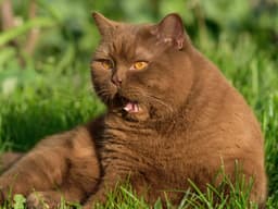 Hairballs: A Tangled Web