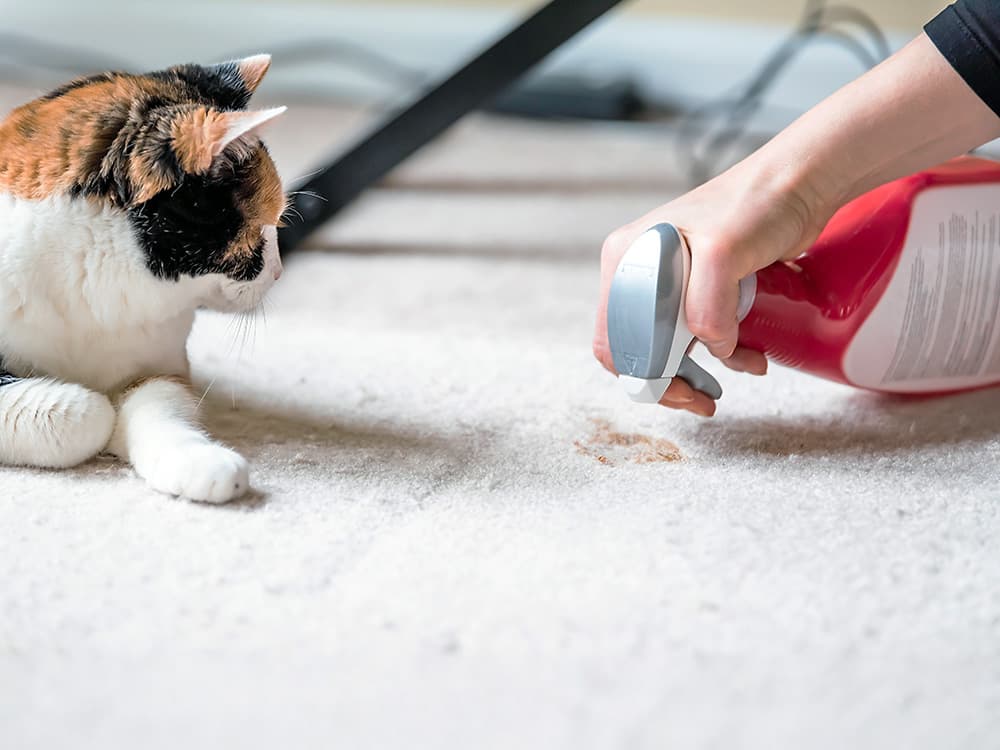 Why Does My Cat Insist on Throwing Up on the Rug?