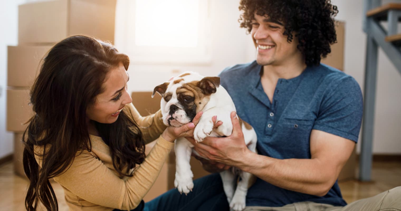 How Do I Surrender My Bulldog?